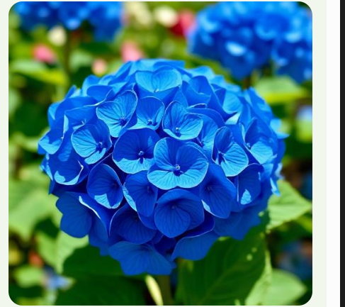 Hortênsia azul em destaque
